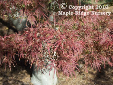 Acer palmatum 'Seiryu' - mapleridgenursery